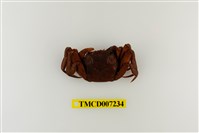 藏品(日本絨螯蟹)的圖片